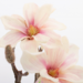 Aranjament magnolia artificiala crem-roz - 23 cm